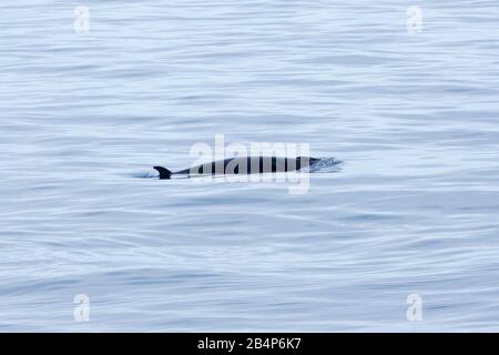 Baleine naine Minke, identifiée par un timbre blanc sur la nageoire pectorale, près de l'île Elephant, en Antarctique Banque D'Images