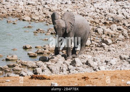 Bébé Elephant Calf Drinking At Okaukuejo Waterhole In Etosha National Park, Namibie, Afrique Banque D'Images