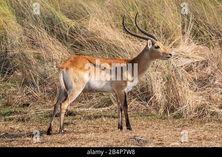 Homme Lechwe Antilope Bull Debout Dans La Réserve De Jeu De Moremi, Dans Le Delta D'Okavango, Au Botswana, En Afrique Banque D'Images