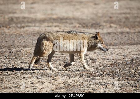 Loup tibétain, Canis lupus filchneri, Gurudonmar, Sikkim, Inde Banque D'Images