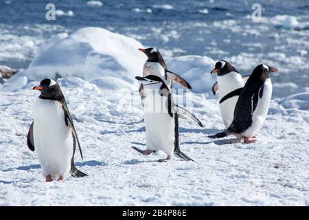 Un pingouin de Chinstrap (Pygoscelis antarcticus) parmi les pingouins de Gentoo (Pygoscelis papouasie) au port de Neko, en Antarctique Banque D'Images