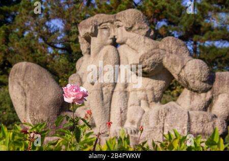 Russie, Sotchi, octobre 2019: Fleur de rose sur le fond de la décoration. Banque D'Images