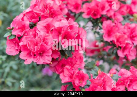 azalea rouge, concept de jardinage, brousse d'azalea fleuri, fond pour une carte. Fleurs de printemps. Banque D'Images