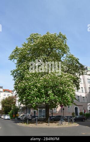 Gewoehnliche Rosskastanie (Aesculus hippocastanum), Bozener Strasse, Schöneberg, Berlin, Deutschland Banque D'Images