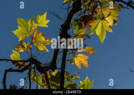 Feuilles de Sycamore occidental, Platanus racemosus du sud de la Californie. Automne. Banque D'Images