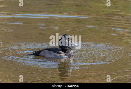 Canard à col annulaire mâle, Aythya collaris, sur le lac, plumage d'hiver. Banque D'Images