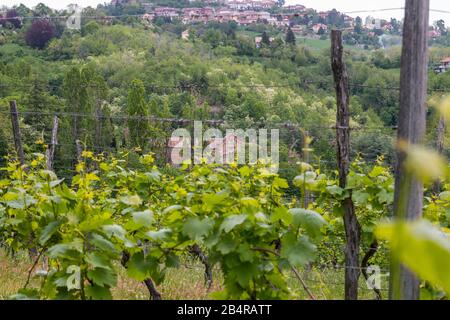 Vue sur le paysage d'Albugnano sur les collines de Monferrato, Asti, Piémont Banque D'Images