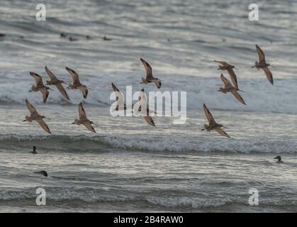 Le godwit marbré, le limosa fedoa se nourrit le long de la ligne des marées, en Californie. Banque D'Images