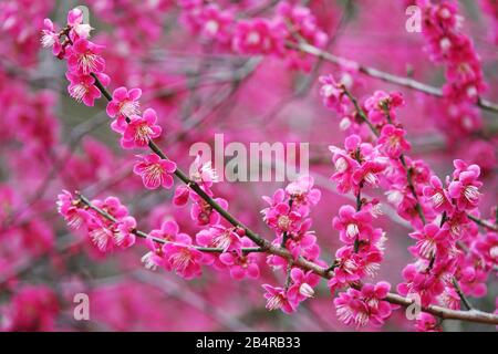 Arbustes fleuris Prunus mume brindilles en fleur Banque D'Images