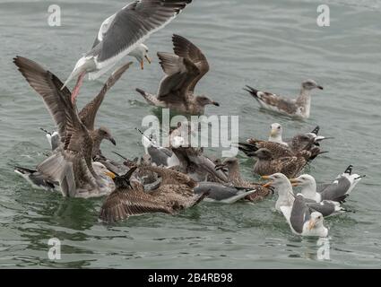 Goéland occidental, Larus occidentalis alimentant la frénésie pour un article de flotsam, côte de la Californie centrale. Banque D'Images