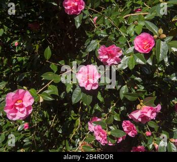 Arbuste Camellia rose À Fleurs d'hiver (Camellia x williamsii 'Brigadoon') dans un jardin boisé dans les Cornouailles rurales, Angleterre, Royaume-Uni Banque D'Images