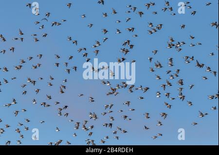 Troupeau de Dunlin, Calidris alpina pacifica, sur la côte californienne, au début de l'hiver. Banque D'Images