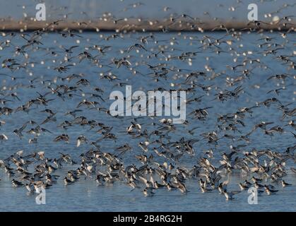 Troupeau de Dunlin, Calidris alpina, atterrissage en eaux peu profondes sur le site estuarien. Banque D'Images