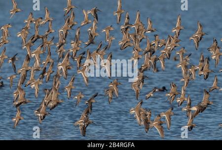 Troupeau de Dunlin, Calidris alpina, en vol en automne sur le site estuarien. Banque D'Images
