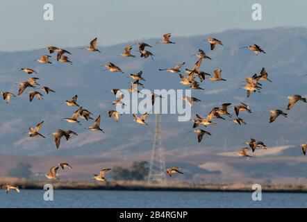 Troupeau de curlew à long bec, Numenius americanus, avec quelques marbrés Godwits en vol, Californie. Banque D'Images