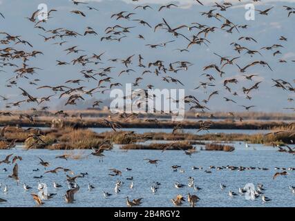 Troupeau de curlew à long bec, Numenius americanus, avec quelques marbrés Godwits en vol, Californie. Banque D'Images