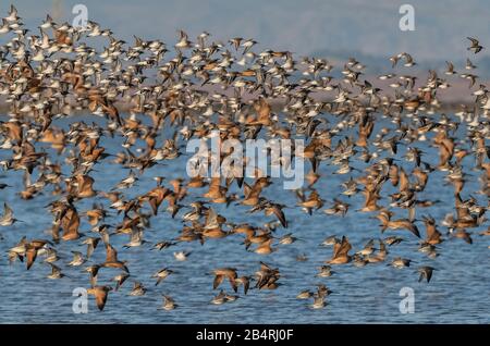 Troupeau de Dowitchers, de marbrés godwits, de courlis à long bec, etc en vol, baie de San Pablo, réserve nationale de faune, Californie Banque D'Images