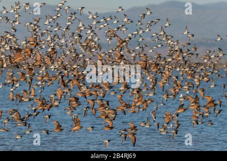 Troupeau de Dowitchers, de marbrés godwits, de courlis à long bec, etc en vol, baie de San Pablo, réserve nationale de faune, Californie Banque D'Images