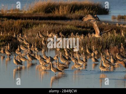 Couvre-feu à bec long, Numenius americanus, arrivant en soirée à San Francisco Bay, Californie. Banque D'Images