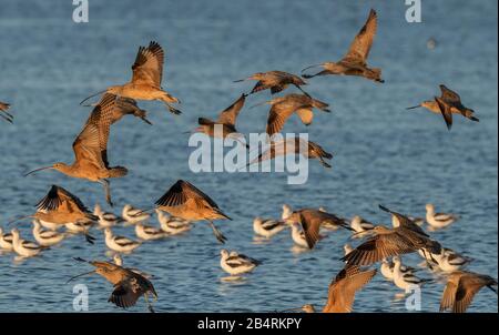 Couvre-feux à bec long, marbré et Avocets américains au soir, Californie. Banque D'Images