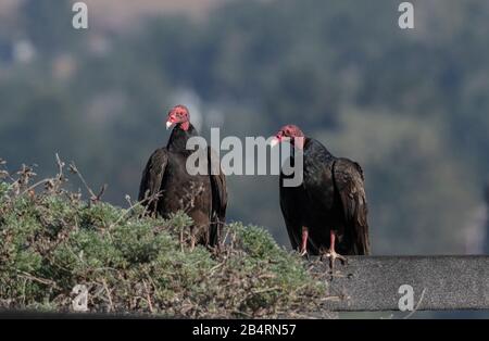 Paire de vautours de dinde, Cathartes aura, perchée après l'alimentation. Californie. Banque D'Images