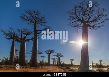 Route rurale africaine baignée par des arbres baobab - Madagascar Banque D'Images