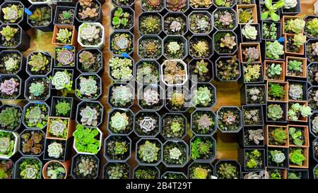 Une variété de plantes succulentes dans de minuscules pots, disposés à côté l'un de l'autre. Vue de dessus. Banque D'Images