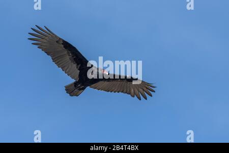 La vautour de la Turquie, Cathartes aura, en vol, à la recherche de nourriture. Californie. Banque D'Images