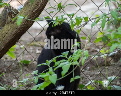 Le chat noir est des luques pour les souris dans le jardin Banque D'Images