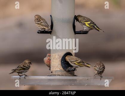 Pinède de siskins et de la maison de finches sur l'oiseau-convoyeur dans le jardin de Californie Banque D'Images