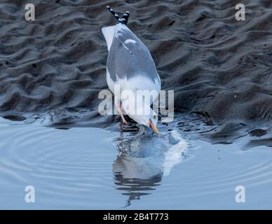 Goéland occidental, Larus occidentalis, se nourrissant sur une partie de poissons morts, côte de la Californie centrale. Banque D'Images