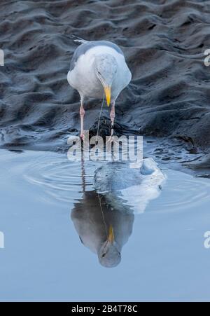 Goéland occidental, Larus occidentalis, se nourrissant sur une partie de poissons morts, côte de la Californie centrale. Banque D'Images