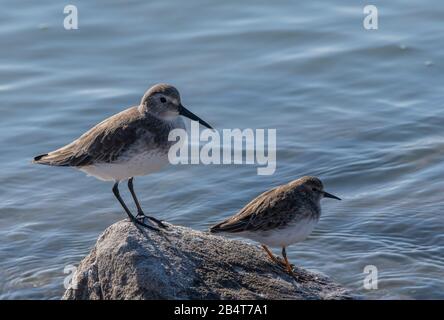 Dunlin et Le Moins sandpiper, Calidris minutilla perché sur le rocher sur la tideline, Californie. Banque D'Images