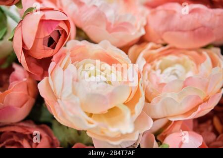 Un bouquet de belles pivoines de différentes couleurs. Gros plan. Banque D'Images