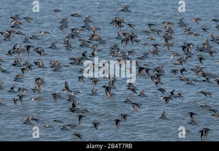 Western sandpiper, Calidris mauri, troupeau (avec quelques dunlin) sur la rive du Parc national Mclaughlin Eastshore, Californie Banque D'Images