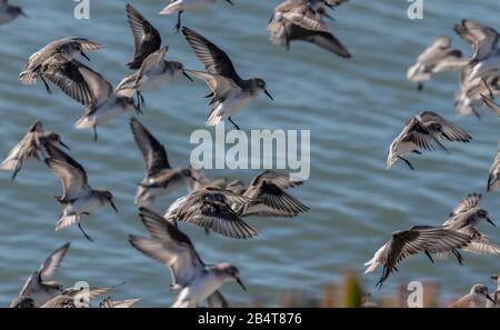 Western sandpiper, Calidris mauri, affluent sur la rive du Parc national Mclaughlin Eastshore, Californie Banque D'Images