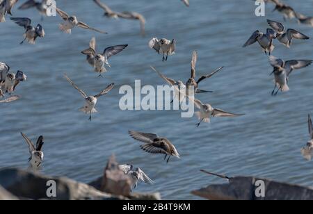 Western sandpiper, Calidris mauri, affluent sur la rive du Parc national Mclaughlin Eastshore, Californie Banque D'Images