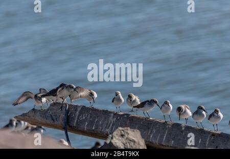 Western sandpiper, Calidris mauri, affluent sur la rive du Parc national Mclaughlin Eastshore, Californie Banque D'Images