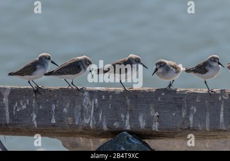 Western sandpiper, Calidris mauri, affluent sur la rive du Parc national Mclaughlin Eastshore, Californie Banque D'Images