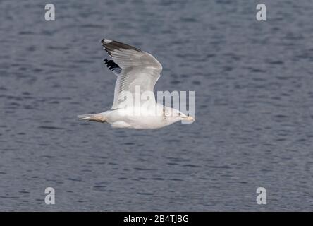 Goll de Californie, Larus californicus, en vol au-dessus des roches côtières à marée basse. Centre De La Californie. Banque D'Images