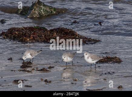 Sanderlings, Calidris alba, recherche de nourriture le long de la ligne de marée. Banque D'Images