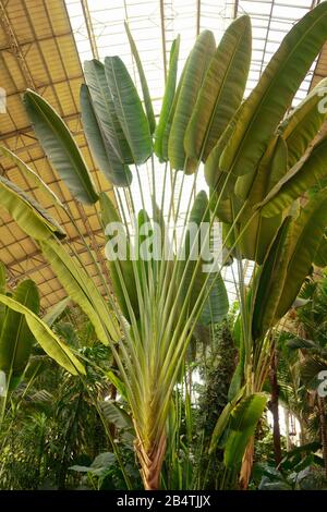 Jardin tropical avec palmier du voyageur à l'intérieur de la vieille gare Atocha, Madrid, Espagne. Banque D'Images