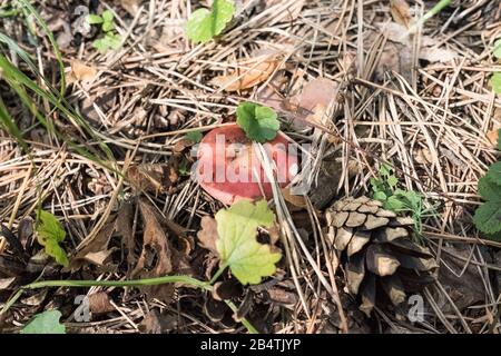 Rouge Russula pousse dans la forêt. Champignons cultivés. La joie du sélectionneur de champignons Banque D'Images