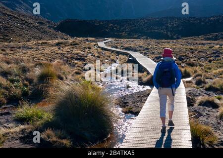 Les randonneurs débutent la randonnée de 19 km de Tongariro Alpine Crossing, Nouvelle-Zélande. Tôt le matin. Banque D'Images