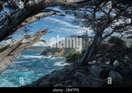 En regardant de Cypress Cove à Big Dome, avec Monterey cypress, Hesperocyparis macrocarpa, arbres; réserve d'état de point lobos, Californie Banque D'Images