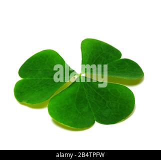 Feuille de trèfle à ressort isolée sur fond blanc avec ombre. shamrock vert à trois feuilles - symbole de la Saint Patricks Day. Vue rapprochée. Banque D'Images