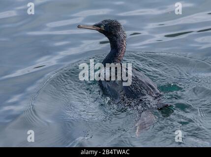 Cormorant pélagique, Phalacrocorax pelagicus, surfaisant juste après la plongée. Côte californienne. Banque D'Images