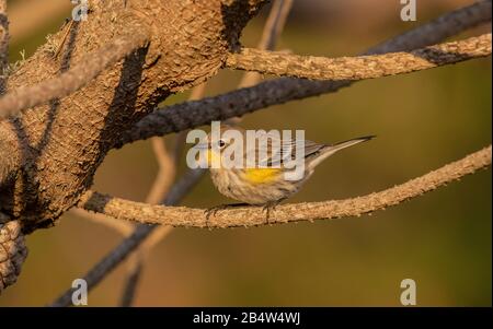 Paruline à rumpe jaune, Setophaga coronata, forme occidentale dans le pin de Monterey, en hiver. Banque D'Images