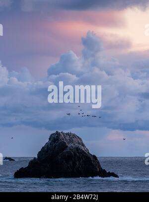 Magnifique ciel du soir en regardant de la réserve d'état de point lobos à travers l'île Bird, avec des Cormorants arrivant à roost; Océan Pacifique au-delà. Banque D'Images