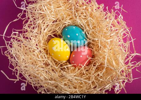 Polka colorée à pois œufs de Pâques dans un nid de bois sur fond rose violet Uni, carte de vœux, vue sur le dessus Banque D'Images